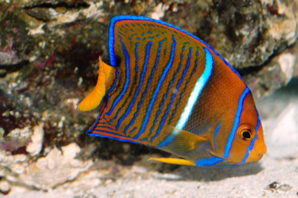 HOLOCANTHUS PASSER